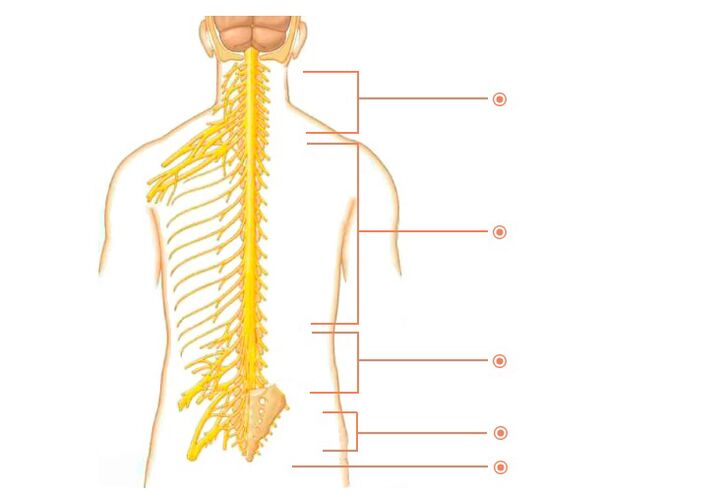 nerves spinal